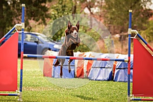 Brown Kelpie in agility tunel on Ratenice competition