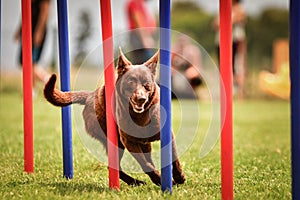 Brown kelpie is running agility