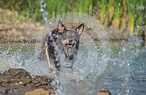 Brown kelpie is running in the water.