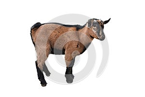 Brown kid Goat standing full length isolated on white. Funny female goat kid close up