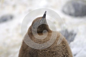 Brown King Penguin Chick