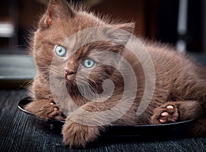 Brown kitten on black plate