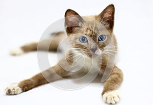 Brown kitten with blue eyes resting