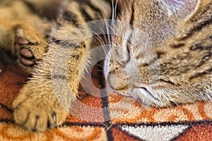 brown kitten on carpet, sleeping, close up on face, little, small paws