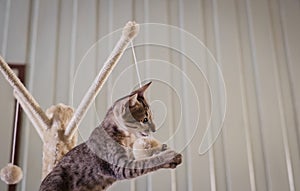 Brown kitten is playing on the cat activity stand and bite the rope and ball