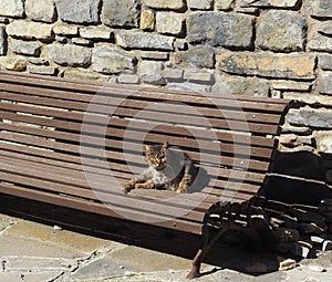 Brown kitten sitting on a bench, montaÃ±ana bridge, huesca, spain, europe