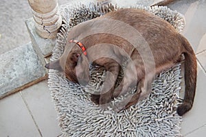 Brown kitten sleeping on carpet