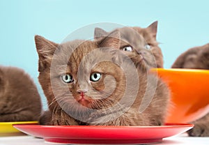 Brown kittens on colorful plates