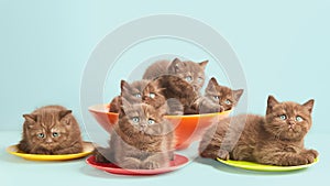 Brown kittens on colorful plates