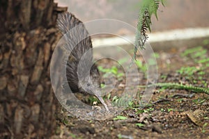 Brown kiwi