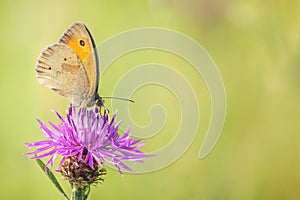 A brown knapweed flower in the field in the summer with a meadow brown Maniola jurtina butterfly