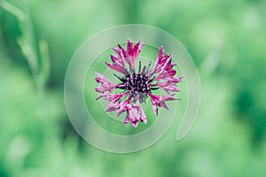 Brown Knapweed, known also as Brown-rayed Knapweed in summer