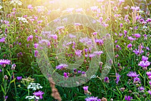 Brown knapweed meadow and sun rays, summer field scenery
