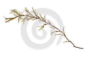 Brown knotted kelp seaweed branch isolated transparent png