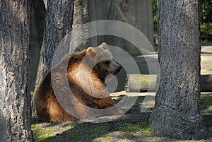 Brown kodiac bear lies lazily in the midday sun under a tree