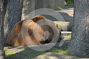 brown kodiac bear lies lazily in the midday sun under a tree