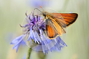 Brown Kolbiger skipper on knapweed photo