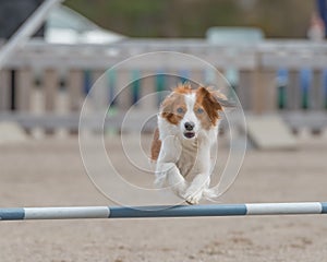 Brown Kooikerhondje dog training and jumping over the agility hurdle