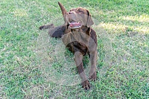 Brown Lab Retriever Dog