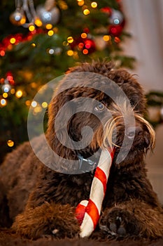 Brown Labradoodle dog chewing on a Christmas stick in front of a Christmas tree