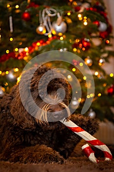 Brown Labradoodle dog chewing on a Christmas stick in front of a Christmas tree