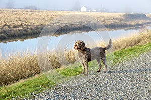 Brown Labradoodle dog standing on a rural road