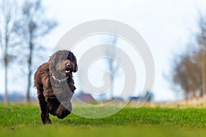 Brown labradoodle pup playing with a tennisbal.