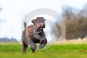 Brown labradoodle pup playing with a tennisbal.