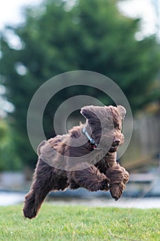 Brown labradoodle pup playing with a tennisbal.