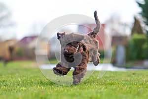 Brown labradoodle pup playing with a tennisbal.