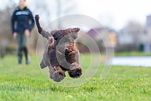 Brown labradoodle pup playing with a tennisbal.