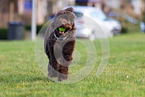 Brown labradoodle pup playing with a tennisbal.