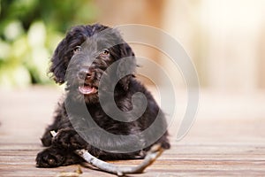 Brown labradoodle puppy outside with a stick