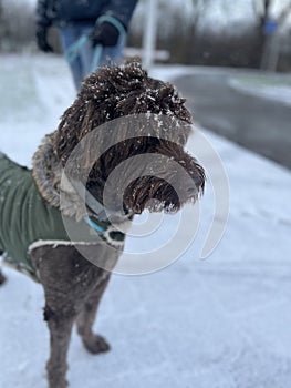 Brown labradoodle in the snow