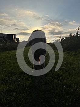 Brown labradoodle walking at sunset