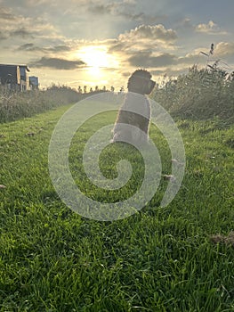 Brown labradoodle walking at sunset