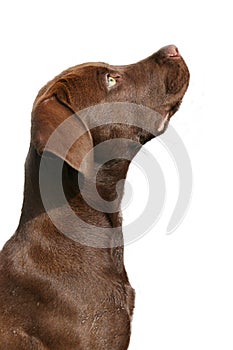 Brown labrador