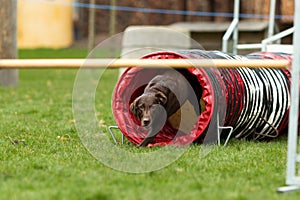 Brown labrador at agility course