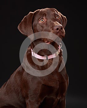 Brown labrador dog