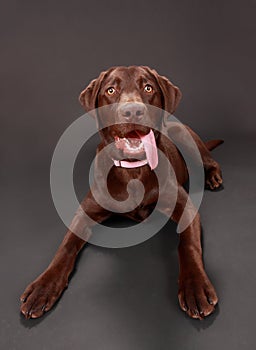 Brown labrador dog
