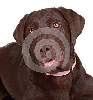 Brown labrador dog