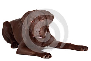 Brown labrador dog