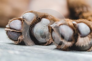 Brown labrador dog paws closeup shot photo