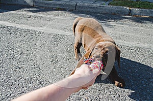 Brown labrador dog puppy biting a toy