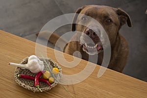 Brown Labrador dog is sitting under a table