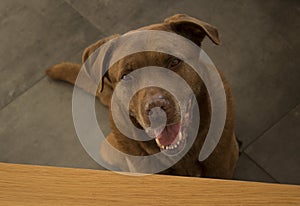 Brown Labrador dog is sitting under a table