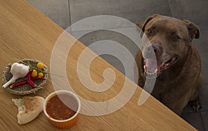 Brown Labrador dog is sitting under a table