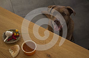 Brown Labrador dog is sitting under a table