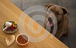 Brown Labrador dog is sitting under a table