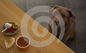 Brown Labrador dog is sitting under a table